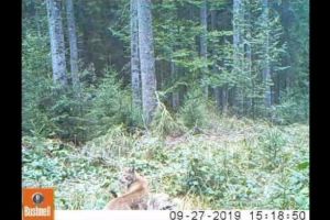 VIDEO| Imagini INEDITE filmate într-o pădure din Parcul Natural Apuseni, cu un râs cu doi pui în timp ce devorau cadavrul unei căprioare