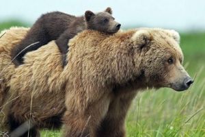 Mureş: Vincze Loránt propune o ”soluţie unică” pentru rezolvarea problemei urşilor