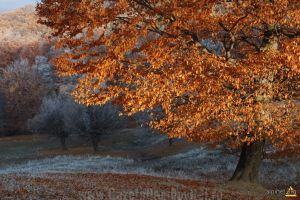 Vreme închisă, dar temperaturile se situează peste mediile climatologice