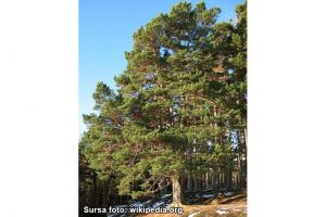 Beneficiile mugurilor de pin