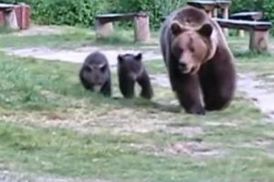 ALERTĂ! Trei urşi, văzuţi în curtea unei şcoli mureşene!