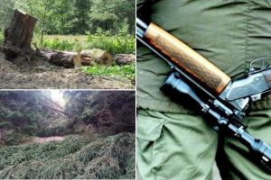 Primul pas pentru lupta cu mafia pădurilor. Klaus Iohannis a promulgat legea care permite pădurarilor să fie dotaţi cu arme letale