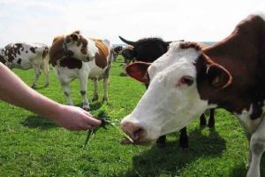 Două vite furate, preţul unei maşini: Tânăr din Șpring cercetat de poliţişti pentru furt calificat