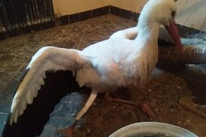 FOTO Un pui de barză din Sibiu, salvat de la moarte în Serbia