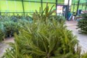 Brazii de Crăciun au apărut pe piaţa lugojeană! La mare căutare sunt şi cei la ghivece