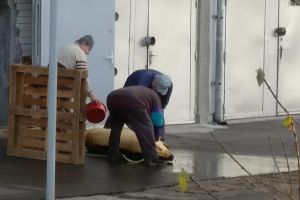 Bihorel: Poliţia locală se comportă ca porcu’ cu cei care taie porcu’