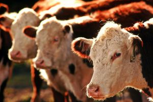 Două vaci la schimb cu o maşină – Patru sibieni sunt acuzaţi de furt