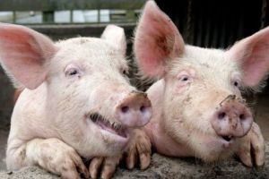 În plină perioadă de sacrificare a porcilor de Ignat, două noi focare de pestă porcină descoperite în Săcueni