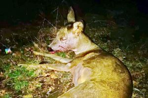 Pompierii din Moreni l-au salvat pe “Bambi”. Fusese victima unui accident auto