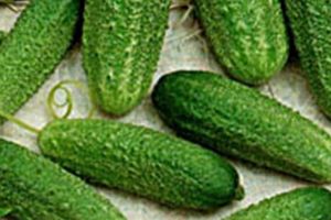 „Castraveţi de Rădăuţi”