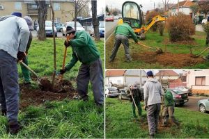 FOTO. Peste 1.000 de arbori au fost plantaţi în municipiului Satu Mare, în această toamnă