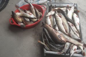 Aproape o suta de kilograme de peste fara documente legale, confiscate de Politia de Frontiera de la Chilia