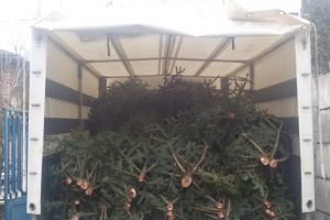 Transport ilegal de brazi, oprit la Tăşnad. Poliţiştii au confiscat 35 de pomi de Crăciun