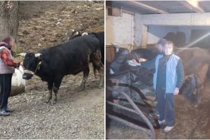 FOTO Percheziţii la Poplaca şi Porumbacu – Doi sibieni acuzaţi că au furat animale din Vâlcea