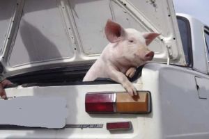 Poliţia şi ANSVSA au declanşat operaţiunea „Porcul”! cei care vor fi prinşi cu porcul în portbagaj, viu sau mort, riscă să rămână fără el dacă nu îi pot justifica provenienţa