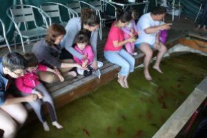 Centrul de Cercetări Subacvatice a lansat programul „Timp de calitate” şi  vouchere de sărbători