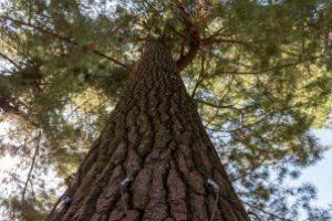 Meteo: Temperaturi maxime de 10 grade C, in Maramures