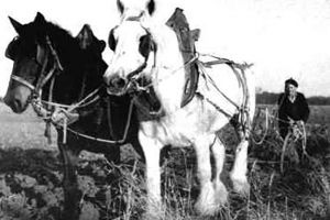 Lucrări agricole de primăvară
