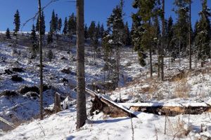 Peste 500 de cioate de arbori tăiaţi ilegal, descoperite pe raza Ocolului Silvic Cârlibaba