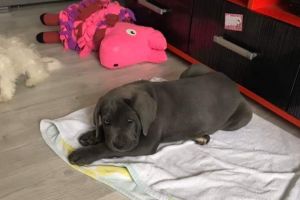 Apel pentru găsirea unui căţeluş, dispărut acum în Târgovişte. Se oferă recompensă!