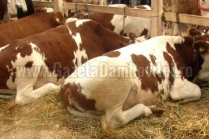 DÂMBOVIȚA: 195 de fermieri au solicitat sprijin cuplat în sectorul zootehnic prin cererea unică de plată