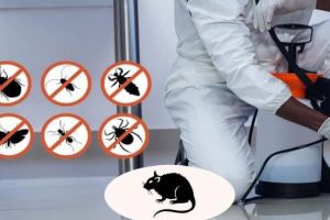 Primăria Alba Iulia: Lucrări de DERATIZARE pe domeniul public al Municipiului Alba Iulia, săptămâna viitoare