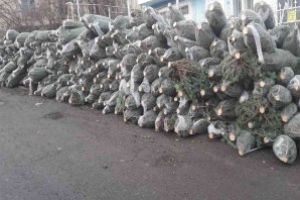 Botoşănean prins în timp ce vindea ilegal pomi de Crăciun. Cum l-au sancţionat poliţiştii