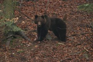 Un bărbat din comuna Șimoneşti a încercat să alunge un urs din faţa casei sale