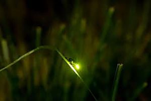 Pitonul şi licuriciul