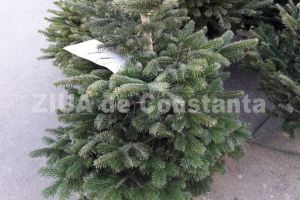 Recomandari ale ISU Dobrogea pentru amenajarea pomului de iarna