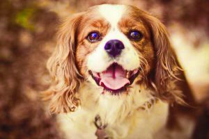 Târg de prăjituri caritabil pentru animăluţe, în weekend, la Columbus