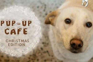 Iubitorii de animale sunt aşteptaţi la Pup-up Cafe – Christmas Edition