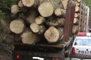 Poliţia Reghin în acţiune: doi bărbaţi, prinşi în flagrant cu lemne tăiate ilegal!