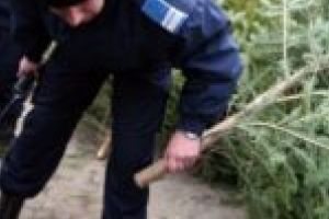 În prag de sărbători, confiscarea pomilor de Crăciun a avut întâietate în faţa colindelor