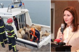 CN APM va anunta ce firma se va ocupa de ranfluarea navei si de scoaterea cadavrelor animalelor din Portul Midia