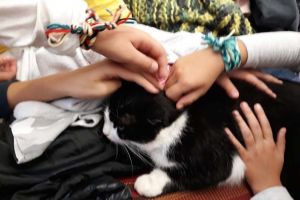 Stăpâna Cetăţii: Cum a ajuns pisica Mici cea mai îndrăgită locatară din Cetatea Oradea (FOTO)