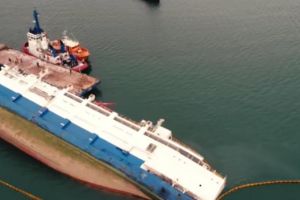 Cadavrele oilor care plutesc în derivă în Marea Neagră – Pot dezvolta antrax