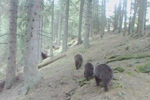 VIDEO: Portret de familie. Trei urşi au fost surprinşi de camerele Romsilva, mergând încolonaţi, în „şir indian”, prin pădure