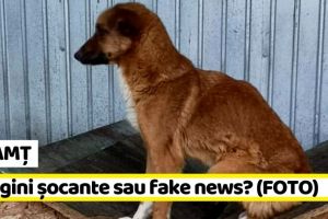 NEAMȚ: Imagini de groază în adăpostul de câini din Piatra-Neamţ? Directorul Salubritas susţine că pozele sunt mai vechi (FOTO)