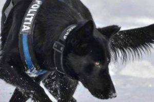 Câinele EROU, prezentat de MAI după ce a prins autorul unei duble crime în mai puţin de patru ore: „Mulţumim, Teba”