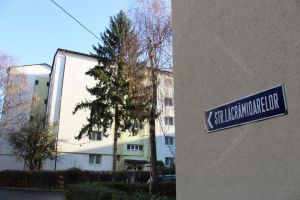 O, brad frumos, unii te vor jos. Nemulţumiri pe o stradă din Bistriţa unde va fi tăiat un copac sănătos (FOTO)