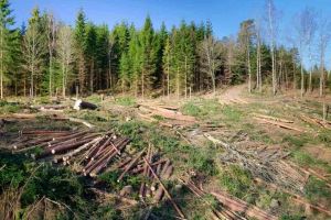 Zeci şi sute de arbori sunt tăiaţi ilegal, zilnic, în judeţul Alba şi judeţele vecine. Ministrul Mediului: „Nu e zi lăsată de Dumnezeu să nu primesc mesaje cu tăieri ilegale”