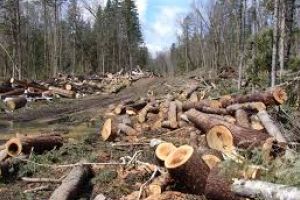 Ministrul Mediului: Sunt un om al faptelor şi îmi doresc să stopez urgent defrişările ilegale din România