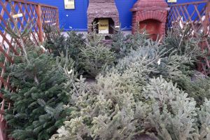 Poliţiştii au confiscat 50 de brazi tăiaţi ilegal. Ce s-a mai petrecut în judeţ