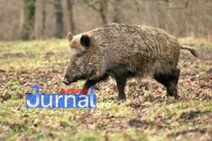 Două focare de pestă porcină africană la mistreţi confirmată în două fonduri de vânătoare din Vrancea