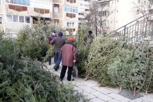 Au apărut brazii de Crăciun în pieţele din Oradea (FOTO)