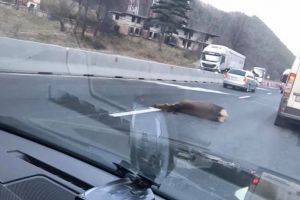 FOTO Căprioară lovită de un camion pe Valea Oltului