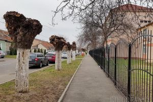 Direcţia Tehnică face cum vrea ea! În dispreţ faţă de propriul regulament, Primăria Oradea taie copaci pe domeniul public, dar nu plantează alţii în locul lor