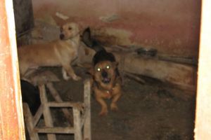 Nu lăsaţi animalele de companie în preajma petardelor şi a artificiilor