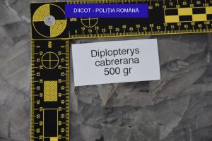 Imagini DIICOT de la descinderea de la Răcari! 42 de persoane se aflau în clinica cu şaman şi droguri